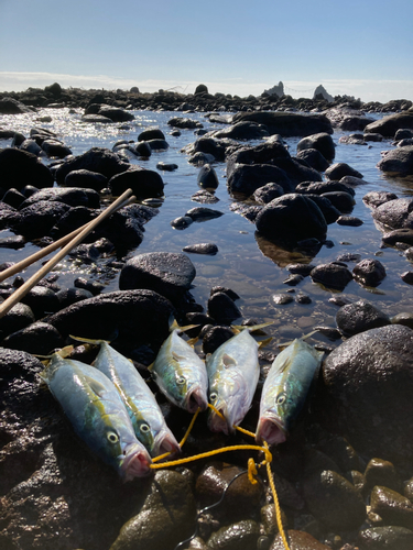 ワカシの釣果