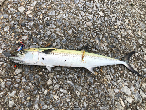 サゴシの釣果