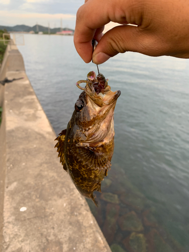 タケノコメバルの釣果