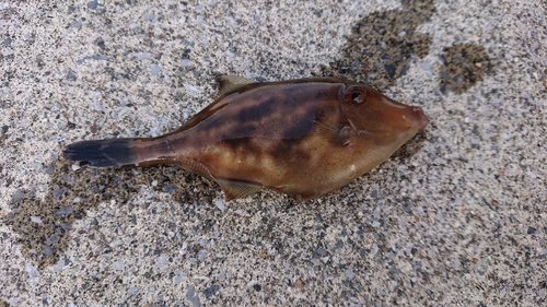 イシダイの釣果