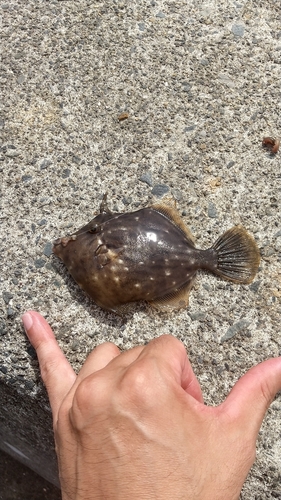 カワハギの釣果