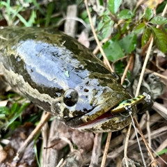 ライギョの釣果