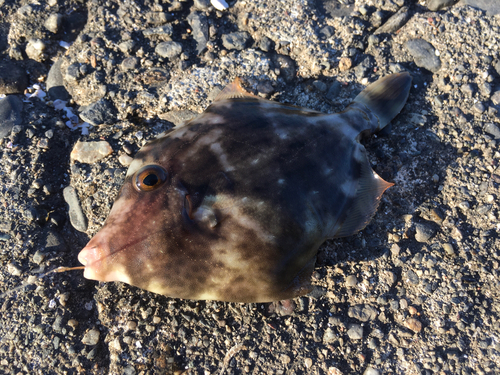 カワハギの釣果