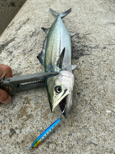 サゴシの釣果