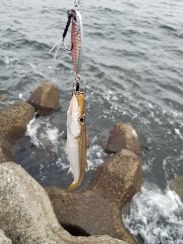 カマスの釣果