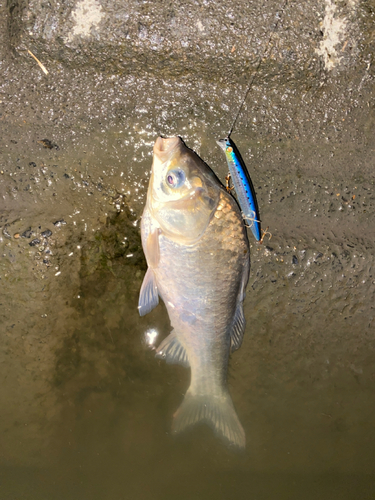 ヘラブナの釣果