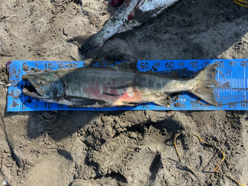 シロザケの釣果