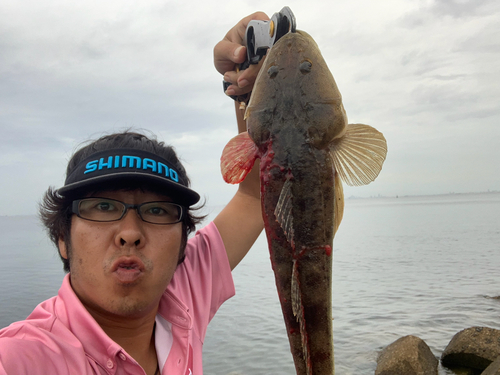 コチの釣果