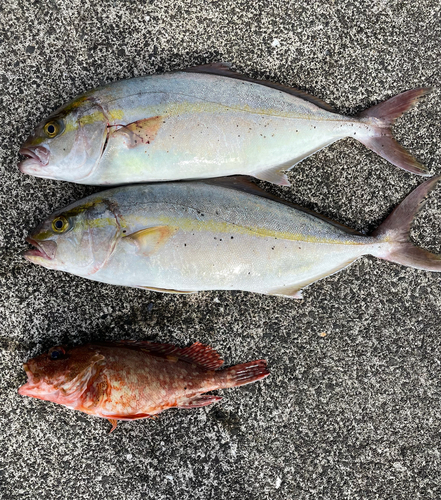 カンパチの釣果