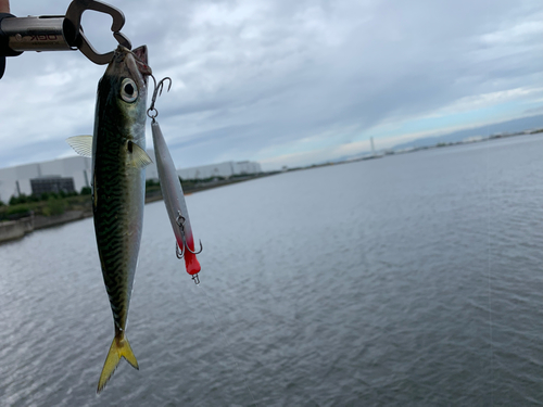 サバの釣果