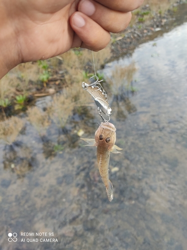 ハゼの釣果