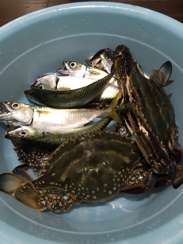 サバの釣果