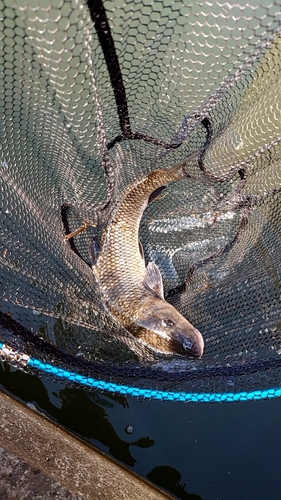 ニゴイの釣果