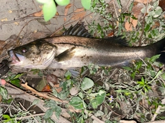 タイリクスズキの釣果