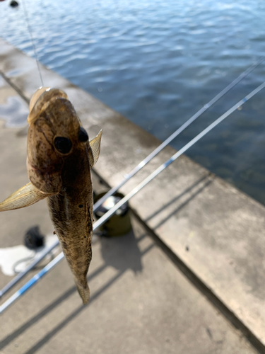 マハゼの釣果