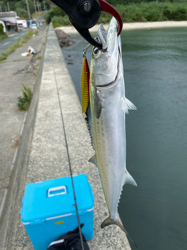 サゴシの釣果