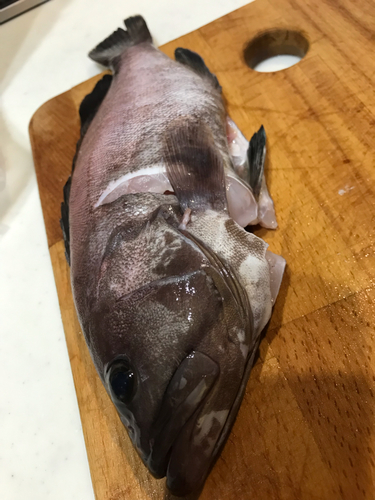 釣果