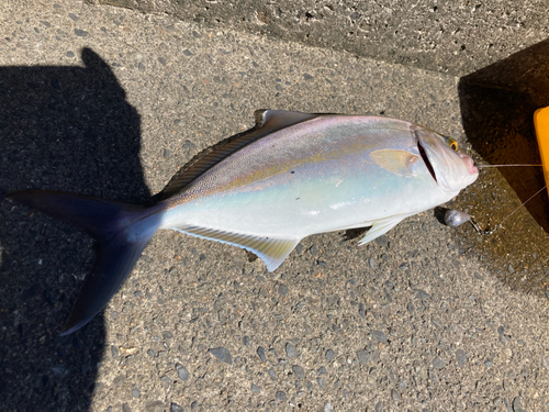 カンパチの釣果