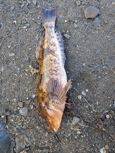 アイナメの釣果