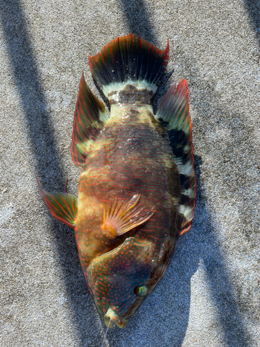 ミツバモチノウオの釣果