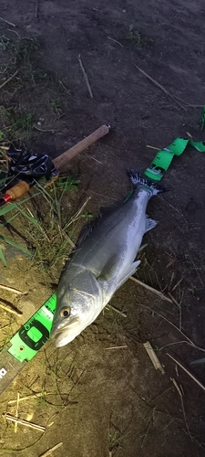 フッコ（マルスズキ）の釣果