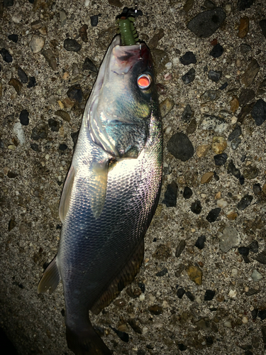 セイゴ（マルスズキ）の釣果