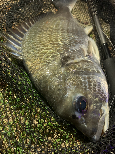 チヌの釣果