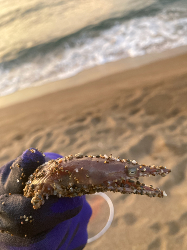 ダイナンウミヘビの釣果