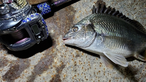 チヌの釣果