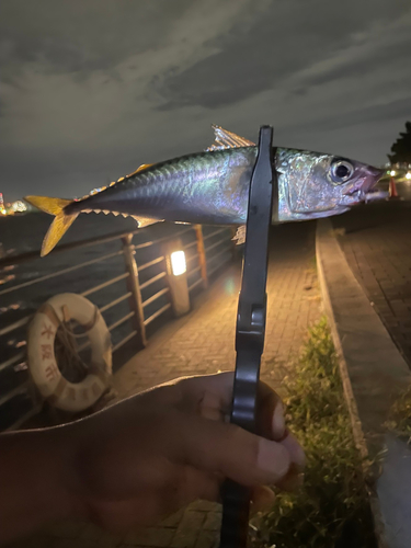 サバの釣果