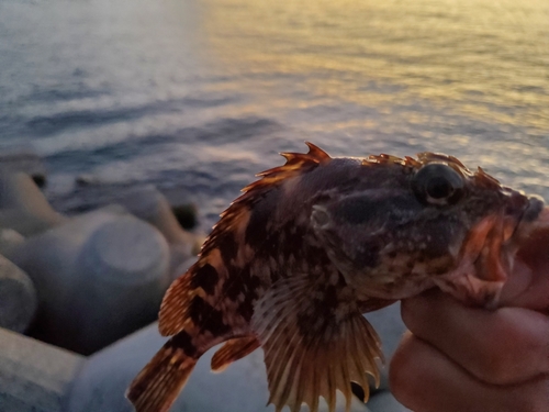 カサゴの釣果