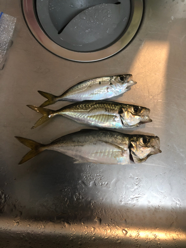 アジの釣果