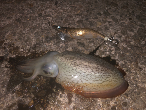 シリヤケイカの釣果