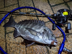クロダイの釣果