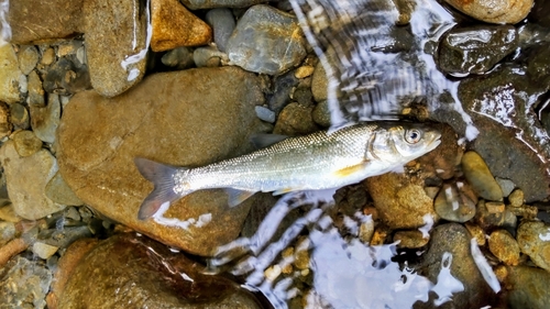 ウグイの釣果