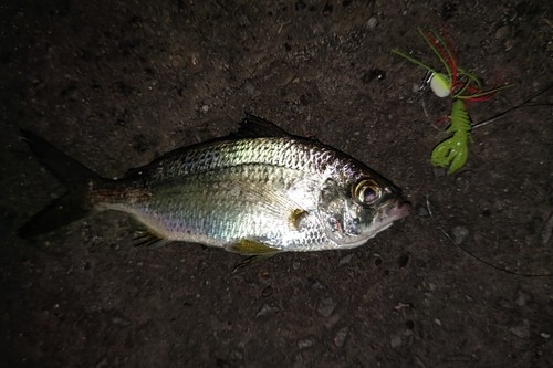 クロサギの釣果