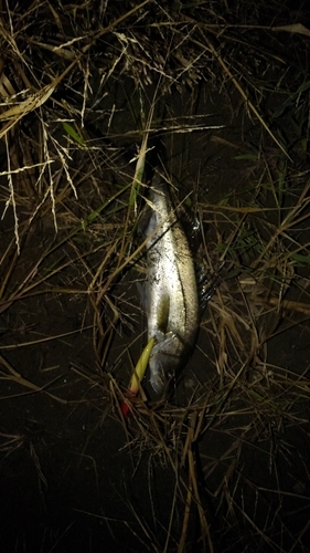 フッコ（マルスズキ）の釣果