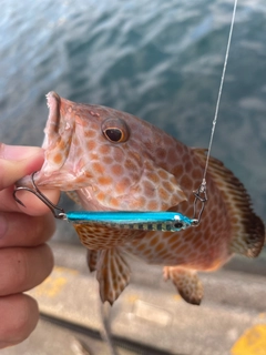 オオモンハタの釣果