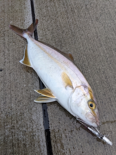 ショゴの釣果