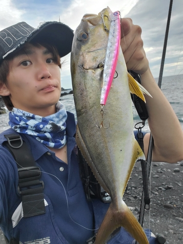 ショゴの釣果