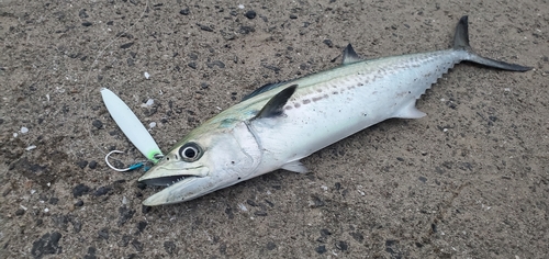 サゴシの釣果