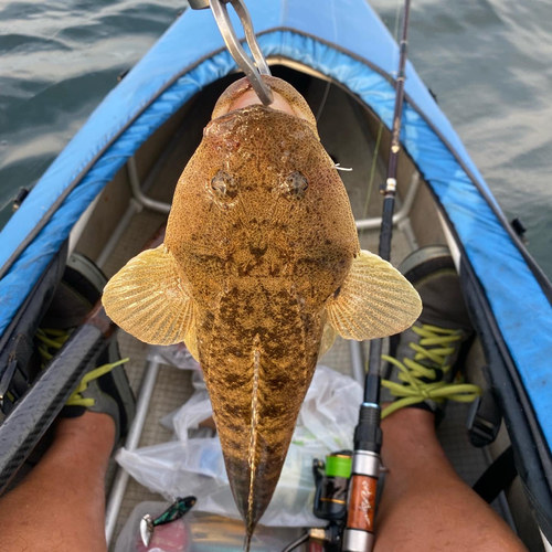 マゴチの釣果