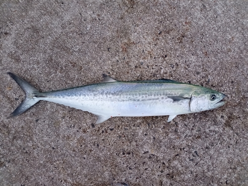 サゴシの釣果