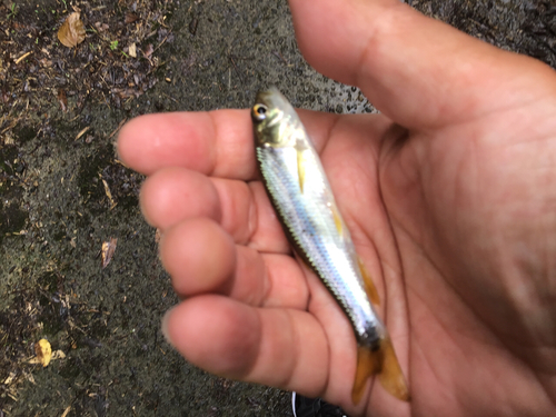 カワムツの釣果