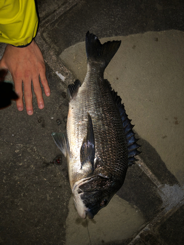 チヌの釣果