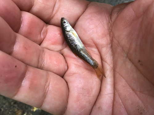 アブラハヤの釣果