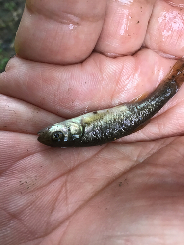 アブラハヤの釣果