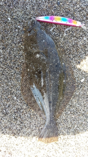 ヒラメの釣果