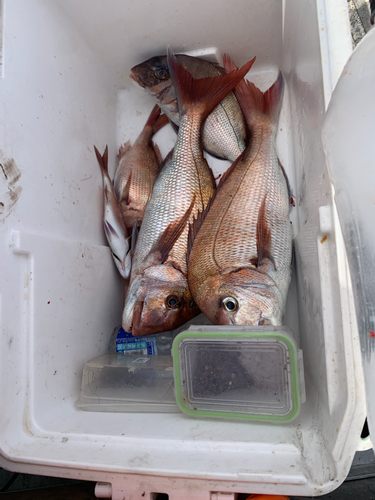 タイの釣果