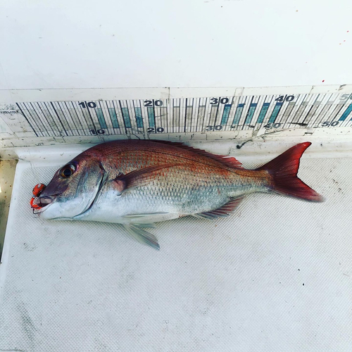 タイの釣果